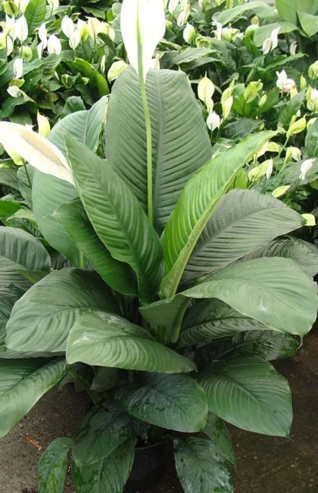 Peace Lily Sensation (Spathiphyllum) 250mm pot