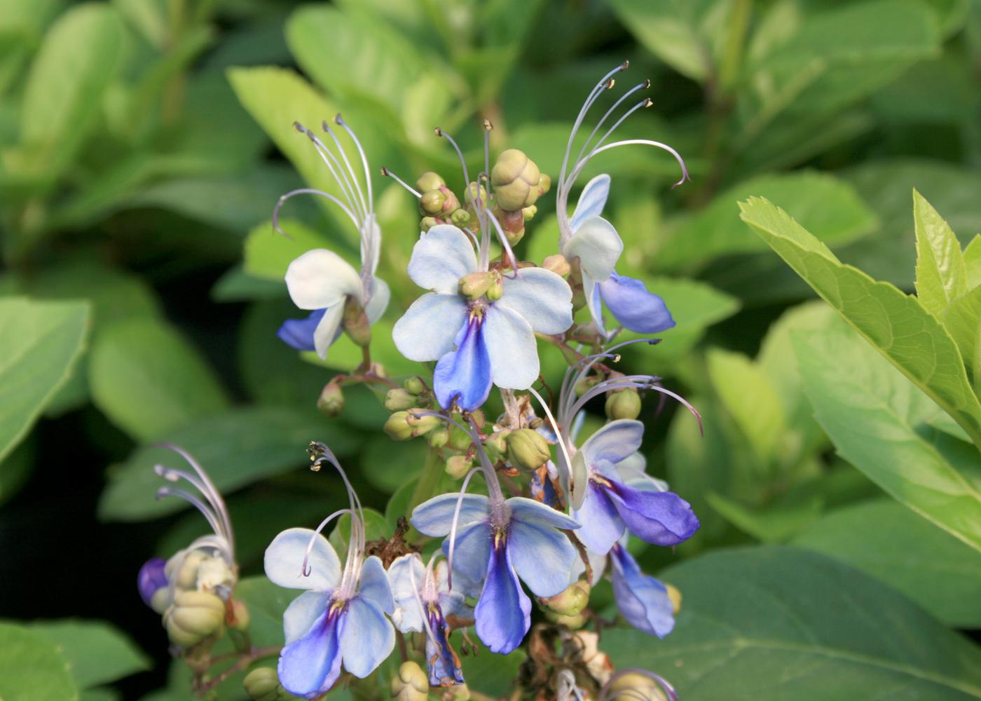 Blue Butterfly Bush (Clerodendrum ugandense)