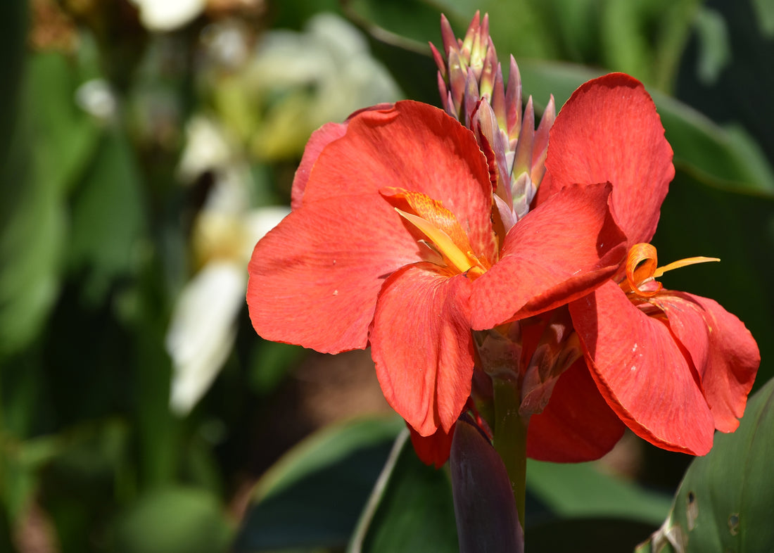 Canna South Pacific Orange (Canna) - Ladybird Nursery