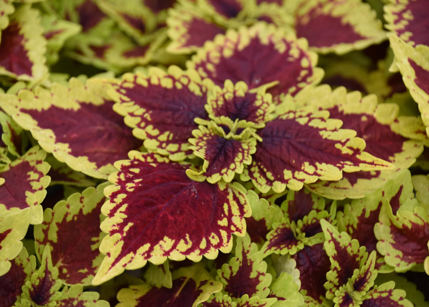 Coleus Coleosaurus