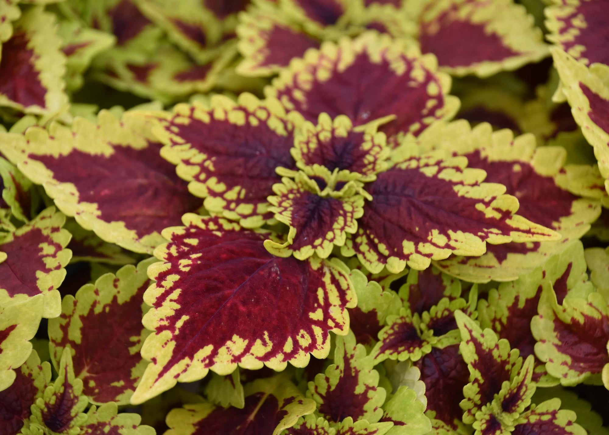 Coleus Coleosaurus - Ladybird Nursery