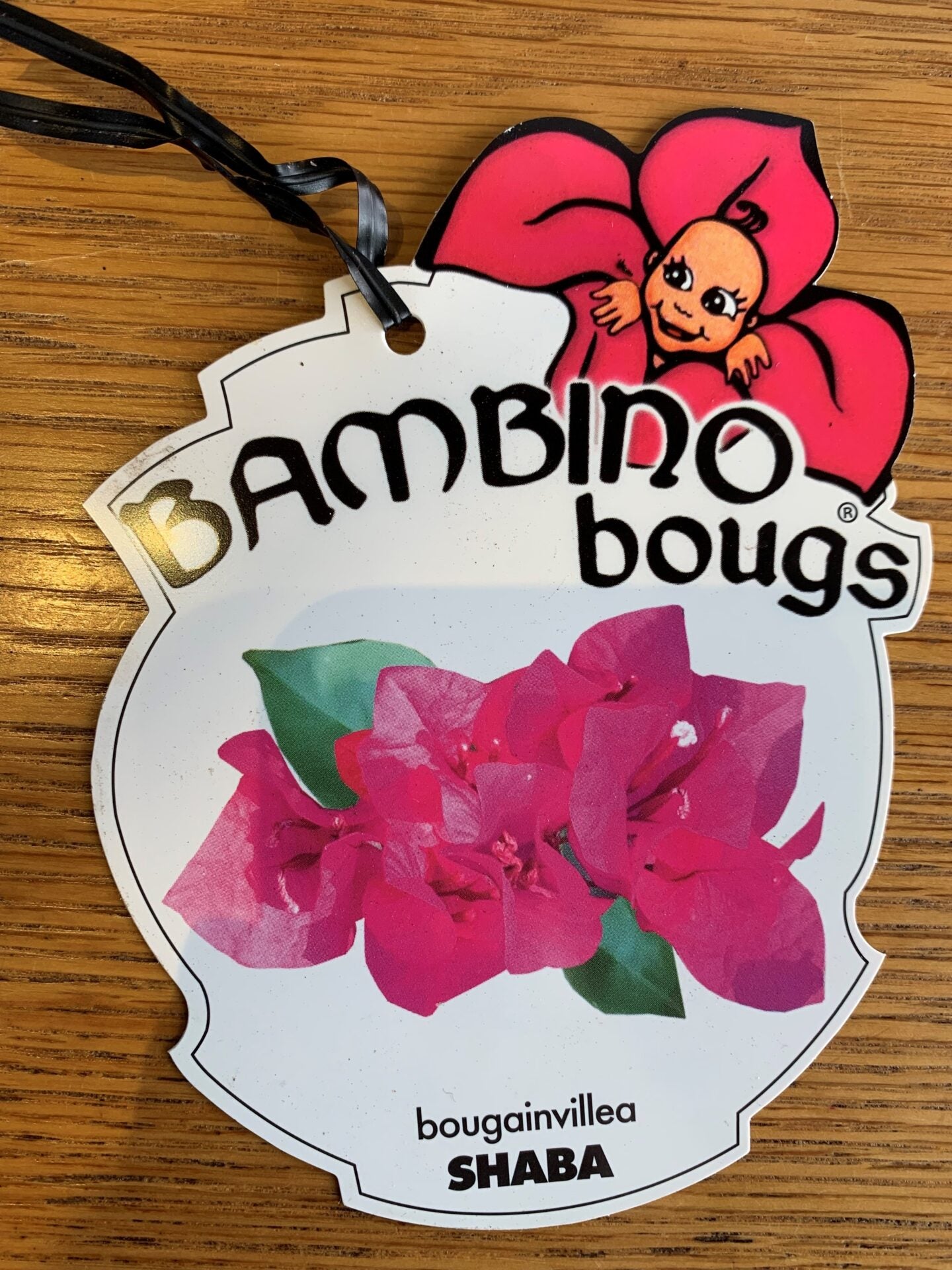 Bougainvillea 'Shaba' (Bougainvillea Bambino™) - Ladybird Nursery