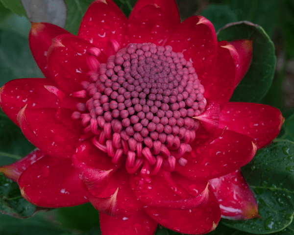 Telopea 'Shady Lady' Crimson - Ladybird Nursery