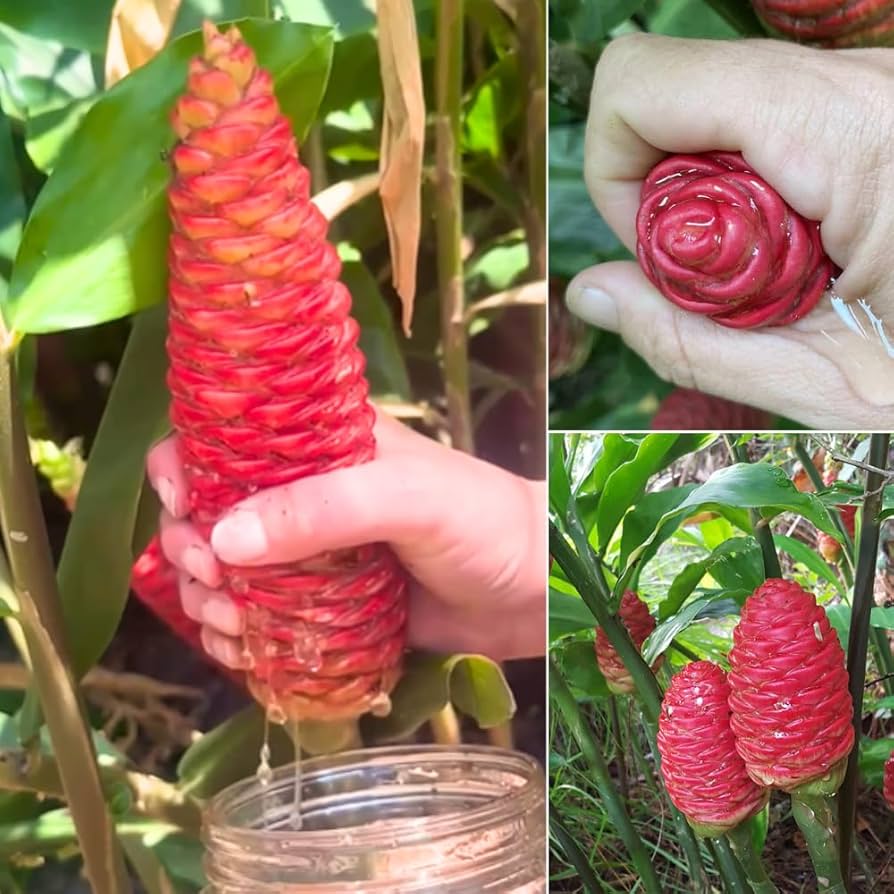 Shampoo Ginger Green (Zingiber zerumbet) - Ladybird Nursery