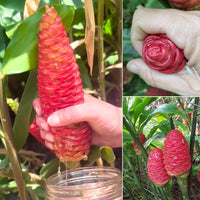 Shampoo Ginger Green (Zingiber zerumbet) - Ladybird Nursery