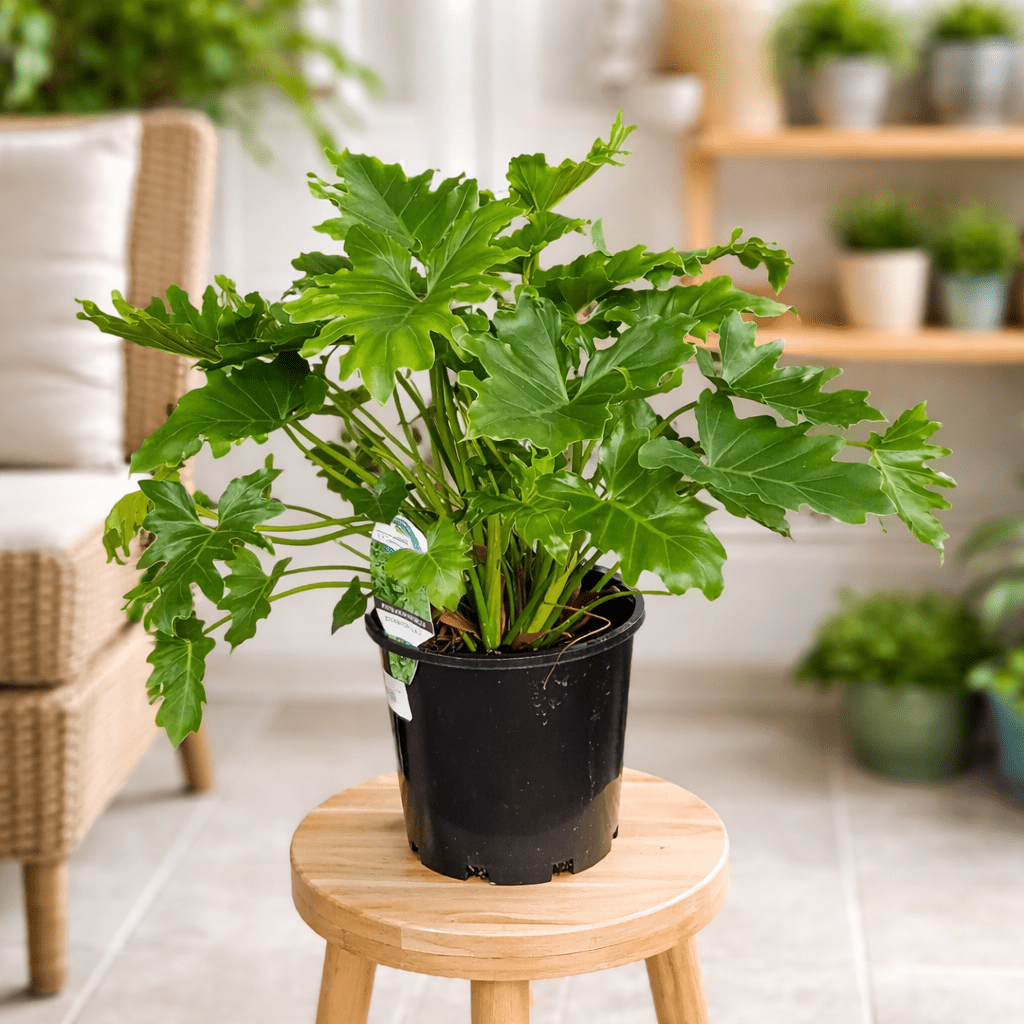 Philodendron Shangri La (Philodendron spp.) - Ladybird Nursery