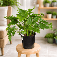 Philodendron Shangri La (Philodendron spp.) - Ladybird Nursery