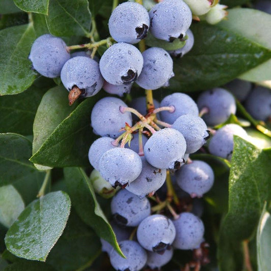 Blueberry 'Sharpe Blue' - Large (Pickup Only)