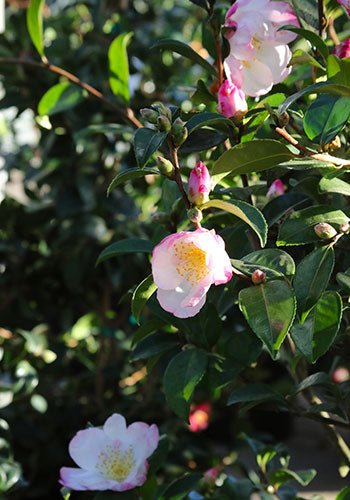 Sasanqua Camellia Apple Blossom (Camellia sasanqua) - Ladybird Nursery