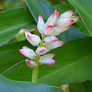 Dwarf Ginger (Alpinia arundelliana)
