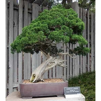 Chinese Juniper media Shimpaku (Juniperus x)