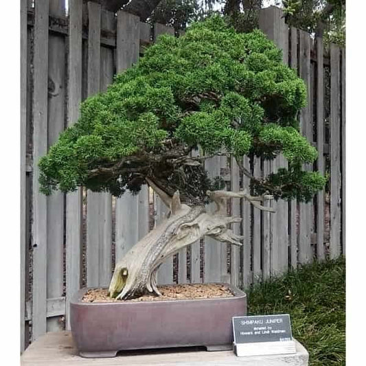 Chinese Juniper media Shimpaku (Juniperus x)