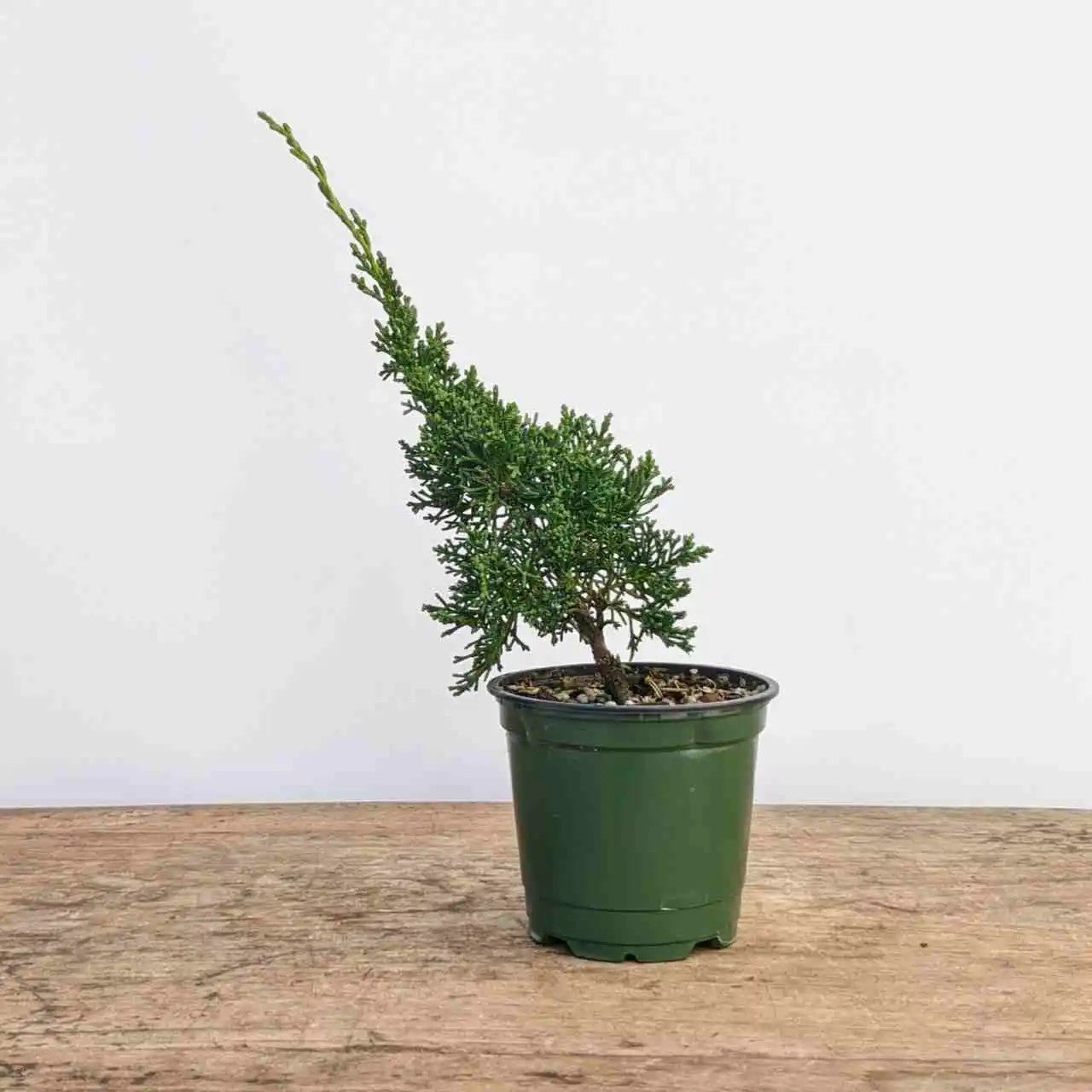 Chinese Juniper Shimpaku Bonsai Starter (Juniperus chinensis) - Ladybird Nursery
