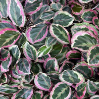 Calathea 'Shine Star' - Ladybird Nursery