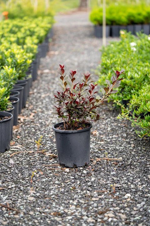 Azalea indica Shiraz - Ladybird Nursery