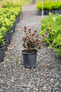 Azalea indica Shiraz - Ladybird Nursery