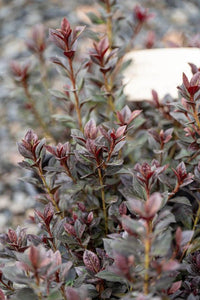 Azalea indica Shiraz - Ladybird Nursery