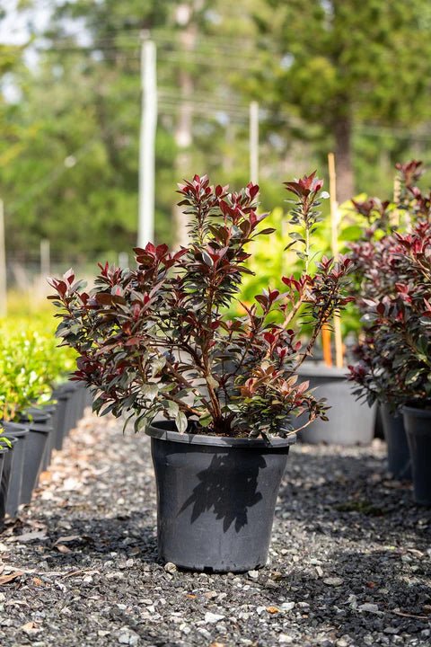 Azalea indica Shiraz - Ladybird Nursery