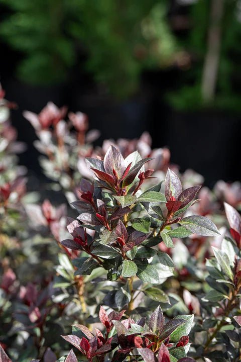 Azalea indica Shiraz - Ladybird Nursery