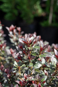 Azalea indica Shiraz - Ladybird Nursery