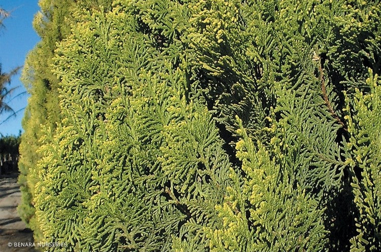 Arborvitae Shirls Supreme (Thuja orientalis)
