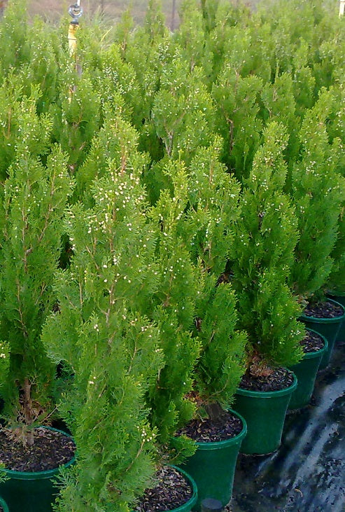 Arborvitae Shirls Supreme (Thuja orientalis)