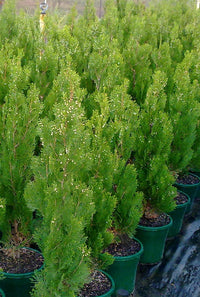 Arborvitae Shirls Supreme (Thuja orientalis)