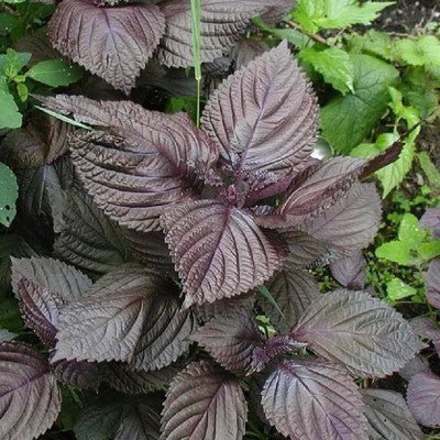 Shiso Perilla Red (Pickup Only) - Ladybird Nursery