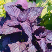 Shiso Perilla Red (Pickup Only) - Ladybird Nursery
