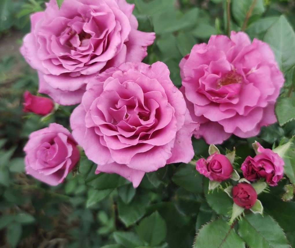 Rose Shocking Blue 3 ft Standards (Rosa) - Ladybird Nursery