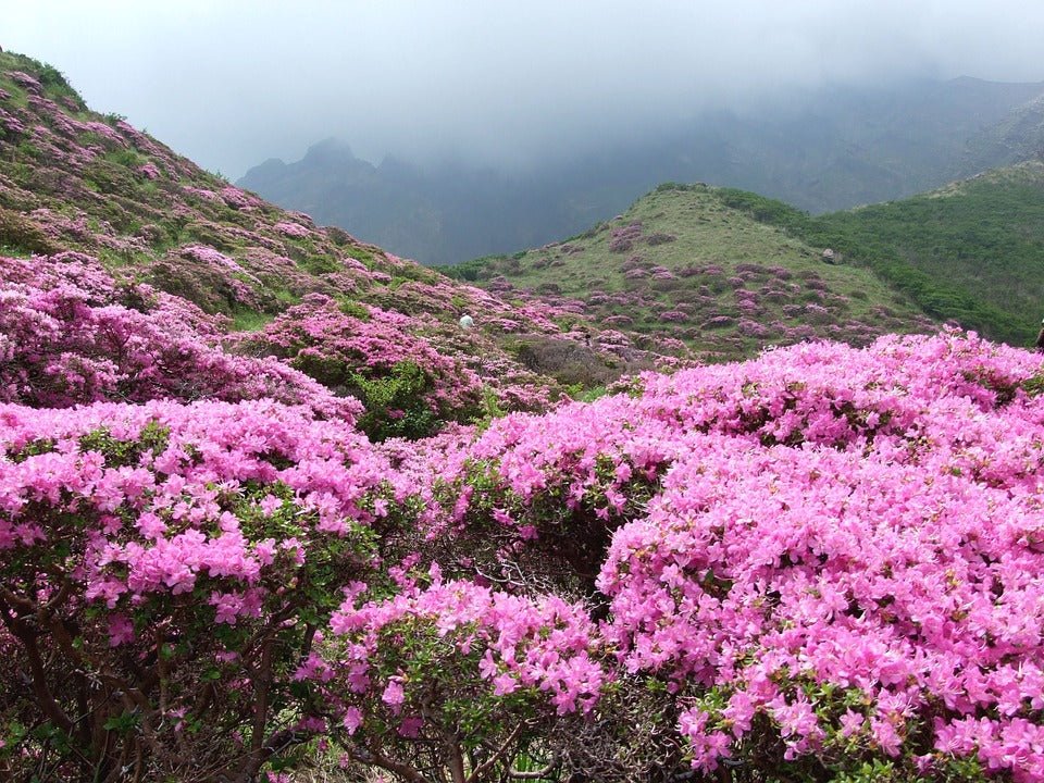 Rhododendron Ponticum - Ladybird Nursery