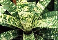 Tiger Tim Vriesea (Vriesea) - Ladybird Nursery