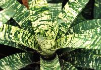 Tiger Tim Vriesea (Vriesea)