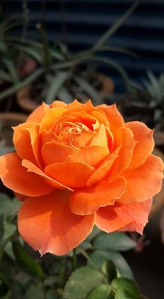 Rose Showpiece Orange (Rosa)
