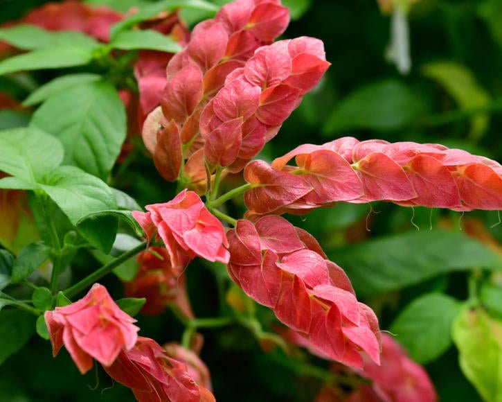 Shrimp Plant (Justicia brandegeeana) - Ladybird Nursery