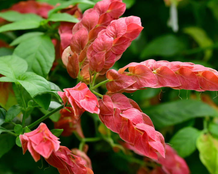 Shrimp Plant (Justicia brandegeeana)