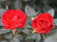 Rose Meibenbino (Zepeti® var.) - Ladybird Nursery