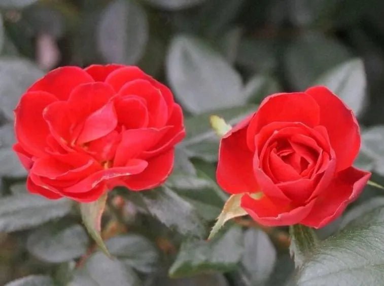 Rose Meibenbino (Zepeti® var.) - Ladybird Nursery