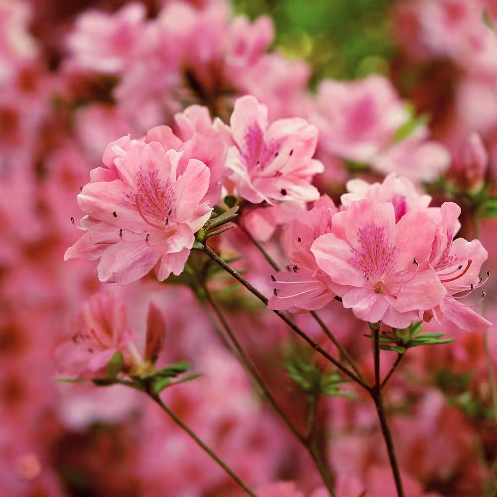 Azalea Red Satin