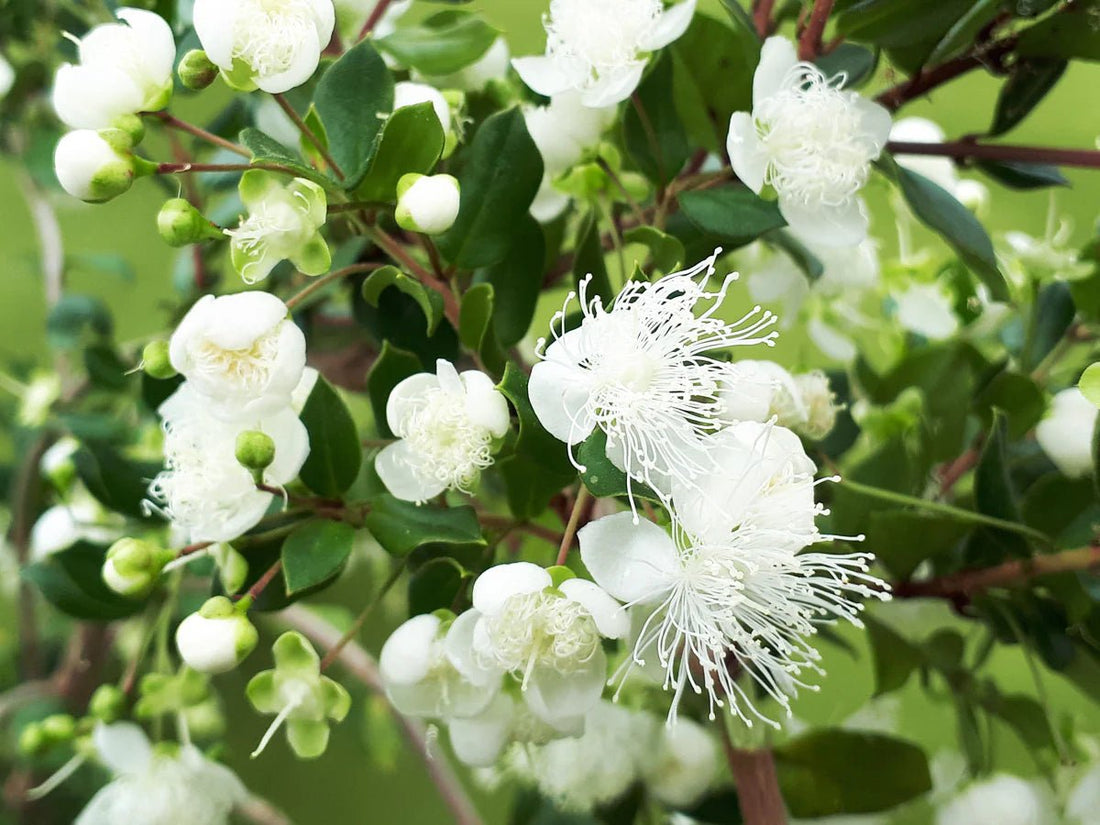Chilean Myrtle (Luma apiculata) - Ladybird Nursery