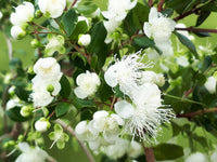 Chilean Myrtle (Luma apiculata) - Ladybird Nursery