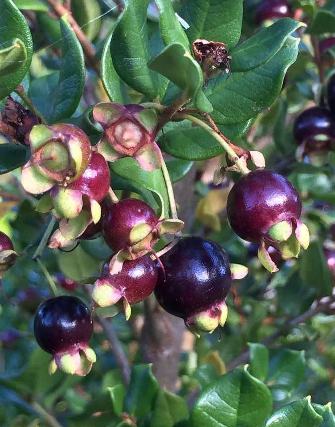 Chilean Myrtle (Luma apiculata)
