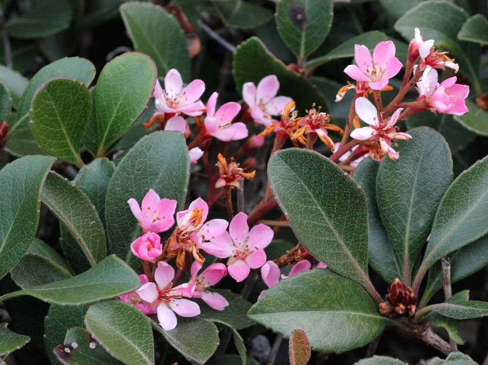 Rhaphiolepis indica Rapopink Oriental Pink™ - Ladybird Nursery