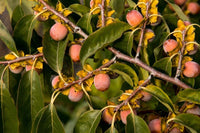 Common Persimmon (Diospyros virginiana)