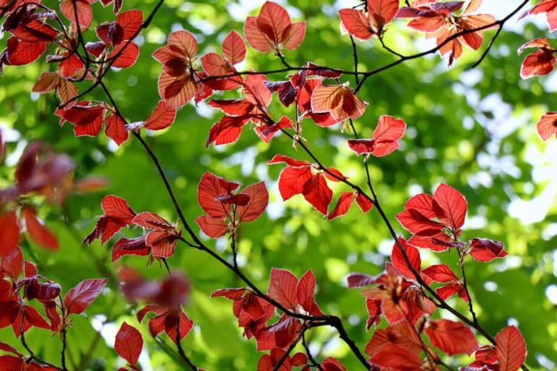 Purple Beech purpurea (Fagus sylvatica) - Ladybird Nursery