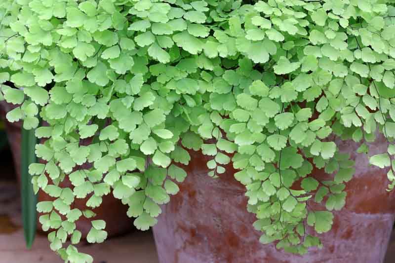 Delta Maidenhair Charlotte Parvifolium (Adiantum raddianum)