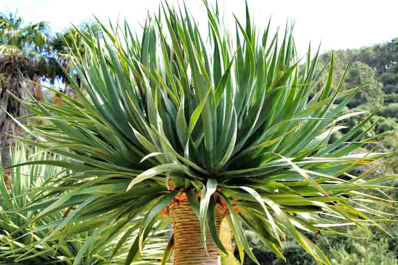 Dragon Tree (Dracaena draco) - Ladybird Nursery