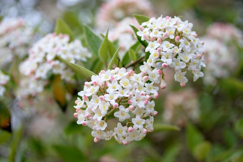 Viburnum x burkwoodii Burkwood Viburnum - Ladybird Nursery