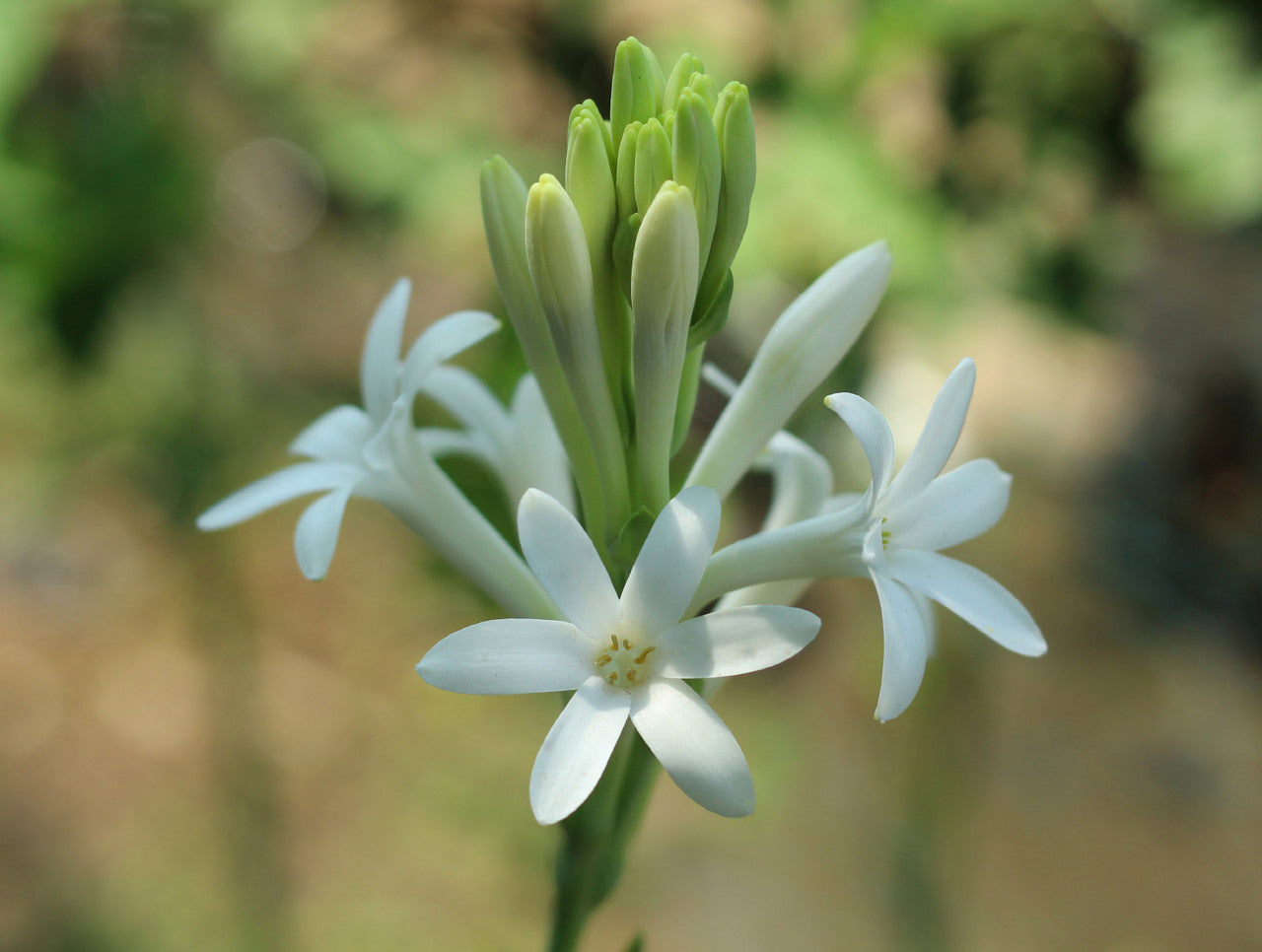 Tuberose (Polianthes tuberosa)