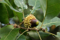 Portuguese Oak (Quercus lusitanica) - Ladybird Nursery
